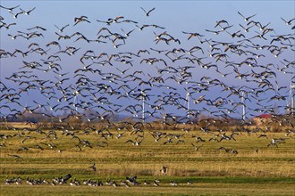 A flock of wading birds in the Westermarsch at Hattstedter Koog. The wind turbines of Altendeich in