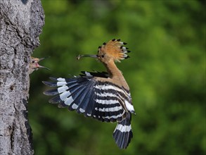 Hoopoe, (Upupa epops), approaching the breeding cave, with prey for young bird, family Hoopoes,