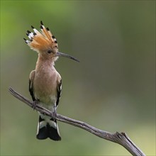 Hoopoe, (Upupa epops), on perch, hoopoe family, formerly raptors, Hides de El Taray / Lesser Kestr,