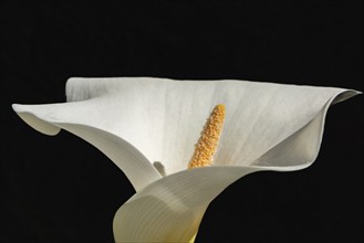 Arum or white calla (Zantedeschia aethiopica) in bloom in spring. Bas Rhin, Alsace, France, Europe