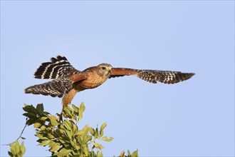 Red-shouldered Hawk (Buteo lineatus) soaring, Everglades National Park, Florida, USA, North America