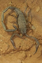 Slit scorpion or thin-tailed scorpion (Hadogenes spec.), captive, occurring in Africa