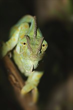 Veiled chameleon (Chamaeleo calyptratus), female, captive, occurring in the Arabian Peninsula