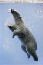 Polar bear (Ursus maritimus) diving, captive, Germany, Europe