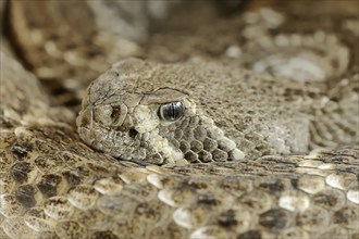 Texas rattlesnake or western diamondback rattlesnake (Crotalus atrox), captive, occurring in North