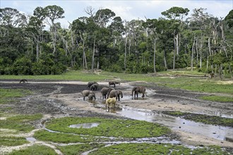 African forest elephants (Loxodonta cyclotis) in the Dzanga Bai forest clearing, Dzanga-Ndoki