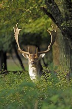 Fallow deer (Dama dama), A stag with impressive antlers looks through the trees in a light-flooded