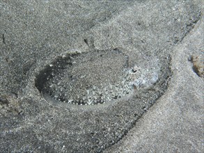 A juvenile Common cuttlefish (Sepia officinalis) lies perfectly camouflaged on the sand of the