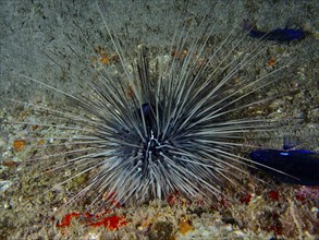 A diadem sea urchin (Diadema antillarum) with long spines sits on a lava rock. Dive site Playa, Los