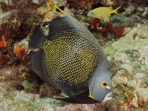 Large, dark grey tropical fish with yellow spots, French angelfish (Pomacanthus paru), swimming