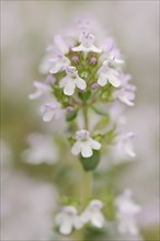 Common thyme (Thymus vulgaris), flowering, medicinal and aromatic plant, Provence, southern France