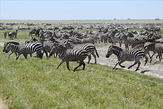 Large group of zebras (Equus burchelli) with blue wildebeests (Connochaetes taurinus), Serengeti