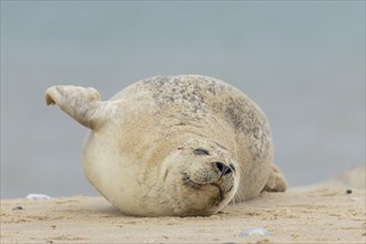 Grey seal (Halichoerus grypus) adult animal sleeping on a seaside beach, Norfolk, England, United