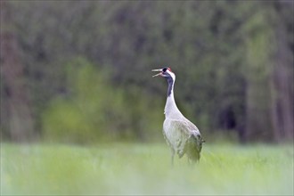 A crane (Grus grus) stands on a green meadow and cries in a natural environment, Crane (Grus grus),