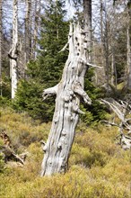 Lonely, dead tree in vegetation-rich forest landscape, Harz Mountains, Brocken, Lower Saxony