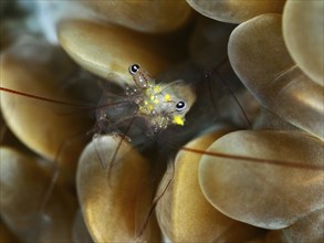 Transparent shrimp with flowing patterns, Smit's bladder coral shrimp (Palaemonella smiti), on