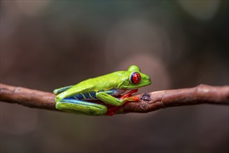 Red-eyed tree frog (Agalychnis callidryas), sitting on a branch, Heredia province, Costa Rica,