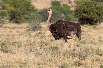 South African ostrich (Struthio camelus australis), common ostrich, adult, female, foraging,