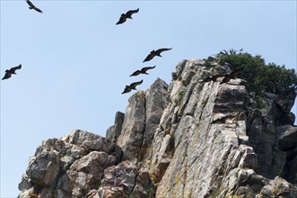 Rock formation with several flying birds in the clear sky, griffon vulture (Gyps fulvus), Salto del