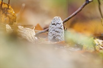 Magpie mushroom (Coprinopsis picacea) growing in a forest in autmn, Bavaria, Germany, Europe