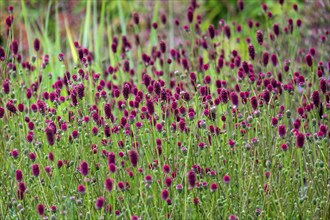 Great burnet (Sanguisorba officinalis), North Rhine-Westphalia, Germany, Europe