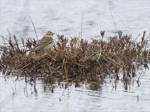 Meadow Pipit (Anthus pratensis) adult pair resting on a tussock in a lake, May, Finnish Lapland