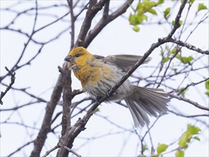 Pine Grosbeak (Pinicola enucleator), adult female, perched on tree branch, stretching its wings and