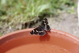 Map butterfly (Araschnia levana), butterfly, summer generation, birdbath, thirst, The land carat