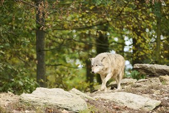 Eastern wolf (Canis lupus lycaon) walking on a little hill, Bavaria, Germany, Europe