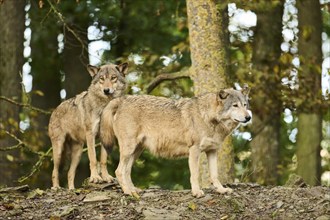 Eastern wolves (Canis lupus lycaon) standing on a little hill, Bavaria, Germany, Europe