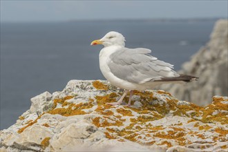 Herringgull (Larus argentatus) sitting on a rock. Camaret, Crozon, Finistere, Brittany, France,