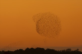 Common starling (Sturnus vulgaris) adult birds flying in a large flock as a murmuration at sunset,