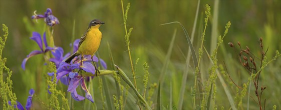 Yellow wagtail, (Motacilla f. flava), Tiszaalp-r, Kiskuns-gi National Park, B-cs-Kiskun, Hungary,