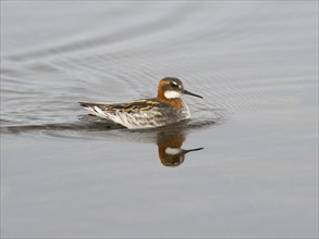 Red-necked phalarope (Phalaropus lobatus), female in breeding plumage, swimming along edge of