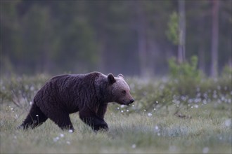 Brown bear (Ursus arctos) in the Finnish taiga, Kuusamo, Finland, Europe