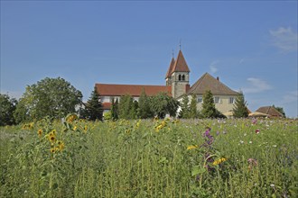 UNESCO Carolingian St Peter and Paul Church, sunflowers, flower field, flower meadow, Niederzell,