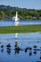 Waterweed, Elodea, an invasive species, green carpet of plants on Lake Baldeney in Essen, the