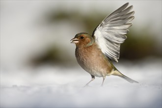 Chaffinch (Fringilla coelebs), male, opens his wings, in the snow, winter feeding, Oberhausen, Ruhr