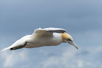 Single northern gannet (Morus bassanus) in flight off the offshore island of Helgoland, North Sea,