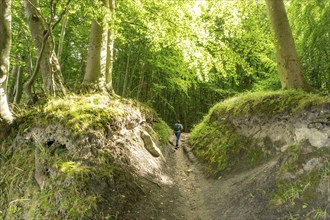 The Hochuferwanderweg from Baabe via Sellin to Binz, through dense beech forest, along the cliffs,