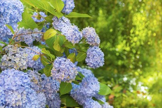 Bigleaf hydrangea (Hydrangea macrophylla), also garden hydrangea, flowering hydrangea, blue and