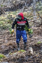 Reforestation in the Arnsberg Forest near Warstein-Sichtigvor, Soest district, forestry workers