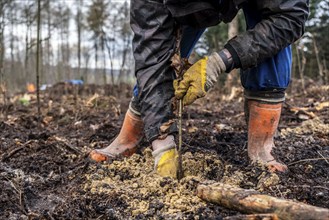 Reforestation in the Arnsberg Forest near Rüthen-Nettelstädt, Soest district, forestry workers