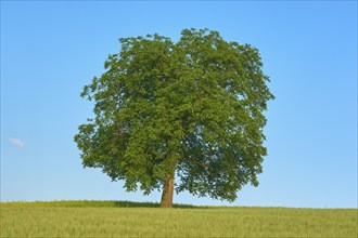 A single walnut tree (Juglans regia), standing in a cornfield, under a clear blue sky, summer,