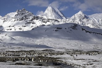 King penguins in Fortuna Bay, South Georgia, Antarctica, (Aptenodytes patagonicus), South Georgia,