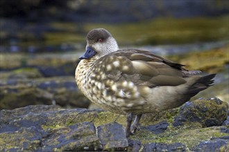 Crested duck on Carcass Island Falkland, (Lophonetta specularioides), duck birds, Falkland Islands,