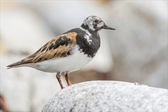 Ruddy Turnstone (Arenaria interpres) searching for food on the Atlantic coast. Ouessant, Finistere,