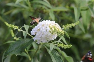 Dove tail (Macroglossum stellatarum), September, Saxony, Germany, Europe