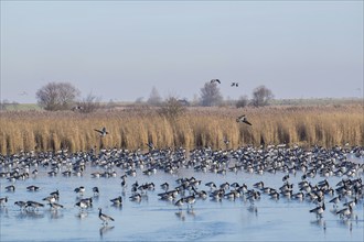 White-fronted Geese, Barnacle Geese (Branta leucopsis), NABU Bird Observation Centre, Krummhörn,