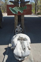 Hippo skull in Moremi Reserve, skull, animal skull, poacher, hunting, trophy, hunting trophy,